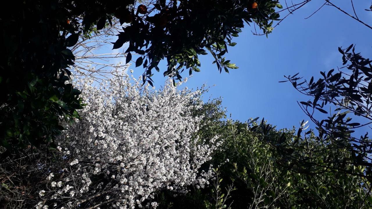 Carrubo - Giardino In Citta Villa Catania Bagian luar foto