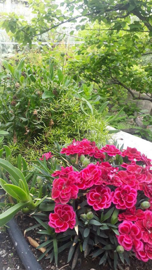 Carrubo - Giardino In Citta Villa Catania Bagian luar foto